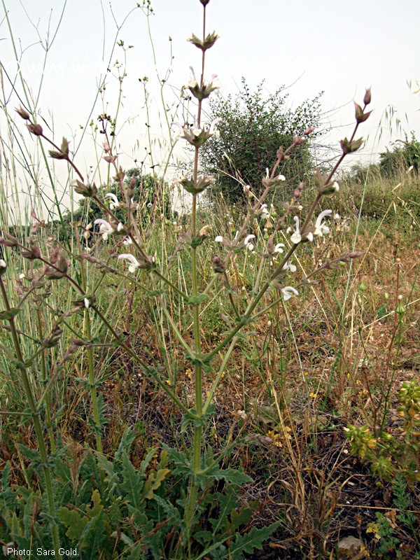 Salvia palaestina